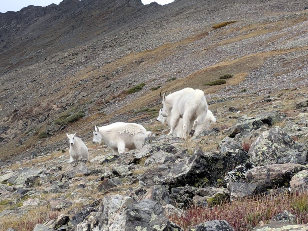 colorado mountain goat