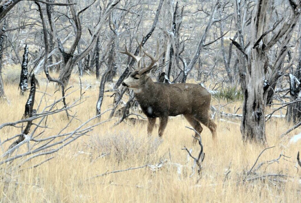 mule deer ranches for sale