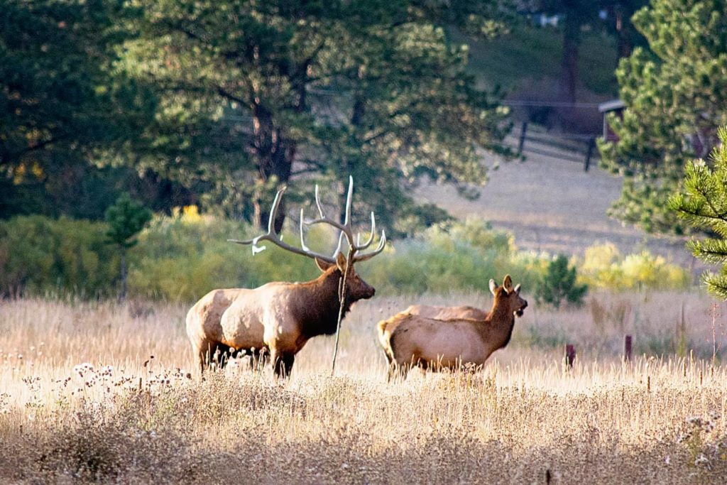 elk ranches for sale