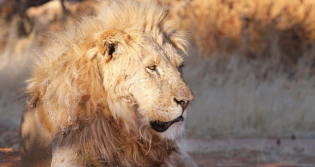 Namibia Hunting Safari Lodge