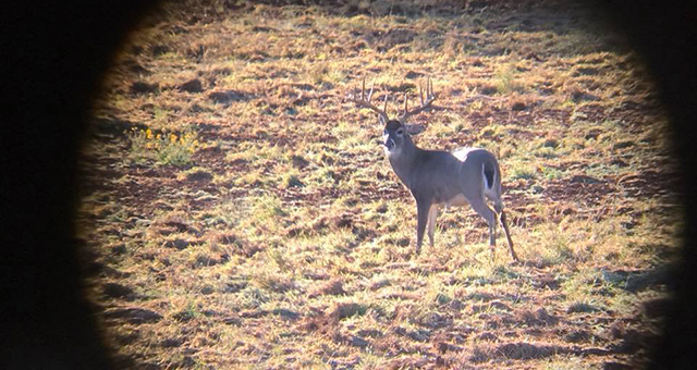 Tejas Whitetail Ranch