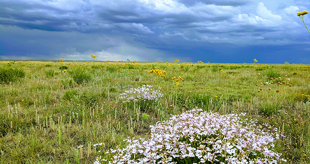 Clayton Grass Ranch