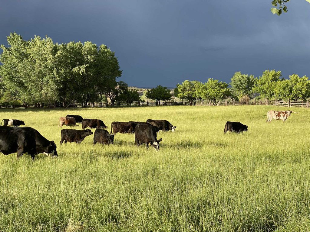 McElmo Creek Guest Ranch