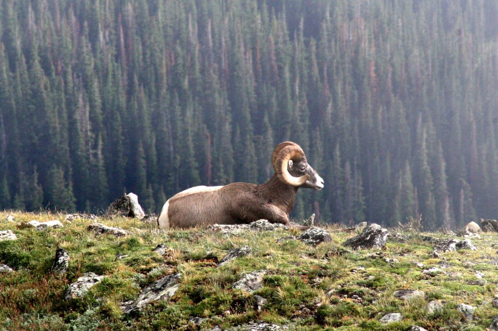 Bighorn sheep